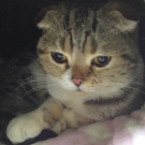 シビ