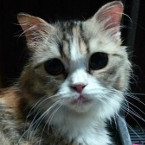 マイちゃん