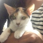 ミケ