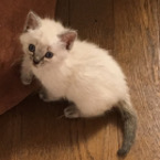 シャム