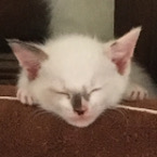 マチコ
