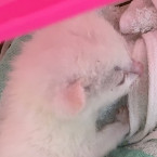 シロ