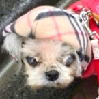 モモ
