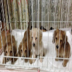 Ｍダックス子犬達