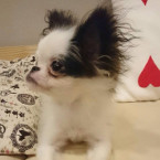 ジッピー