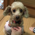 フローラ