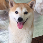 つぼみ