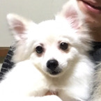 シロ