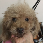 りょう