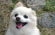 バナー
