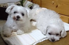バナー