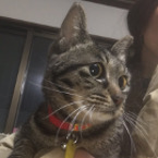 こまち