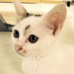 みか