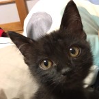 やすこ