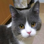 ブーディ