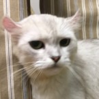 みほ