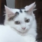ビクトール