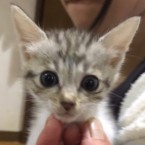 チビ