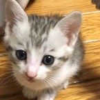 バン