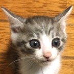 トム