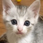 メロ