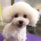 ピノ