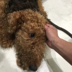 エル