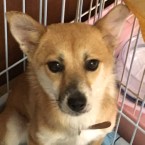 凪冴(なぎさ)