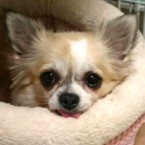 プリン