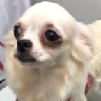 ぱーこ