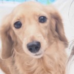 ノヴァ