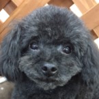 ネロ