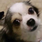 ジゼル