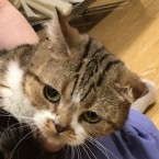 タビー