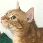 キラ