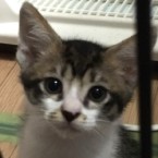 ラムネ