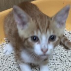 コッコ