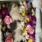 ティッシュ