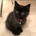 ふー