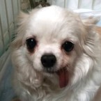 ティエラ