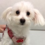 アニー
