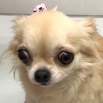 ロコ