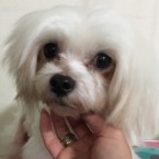 ラスバブ