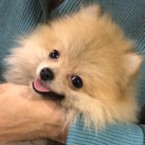 ブロッサム