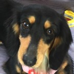 ポピー