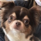 プリマ