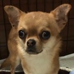 チョッパー
