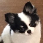 チェチェナ