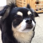 しおり