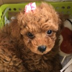 アネラ
